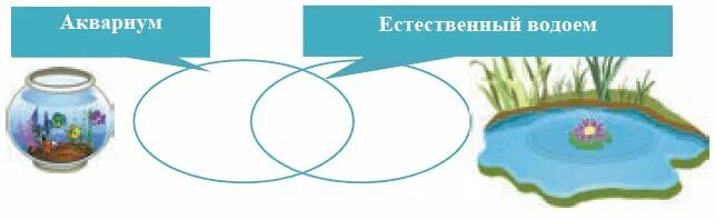 Различия аквариума и естественного водоема. Сходства аквариума и водоема. Сравнение аквариума и озера. Аквариум в водоеме. Сходства аквариума и озера.