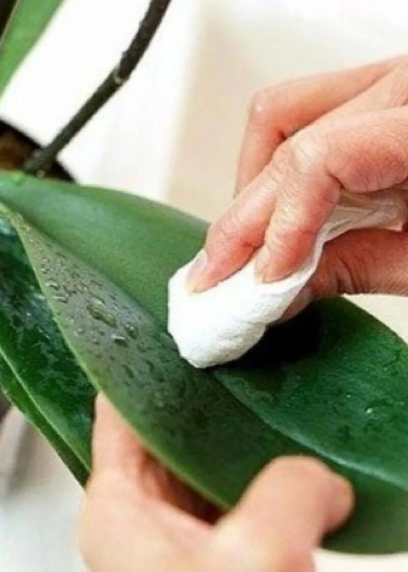 Мучнистый червец на орхидеях. Обработка орхидей пароочистителем. Обработка орхидей. Обработка орхидей. Обработка орхидей.