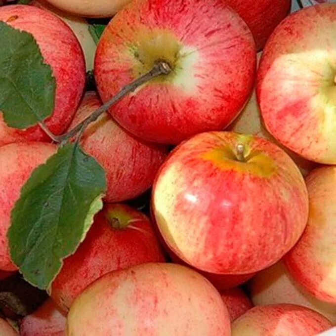 Яблоня строевское описание сорта. Сорт яблони беркутовское. Яблоня строевская описание сорта. Саженцы яблоня лобо. Строевское сорт яблок.