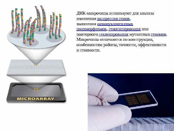 Метод моделирования днк. Метод моделирования днк