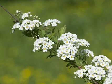 Спирея пепельная
