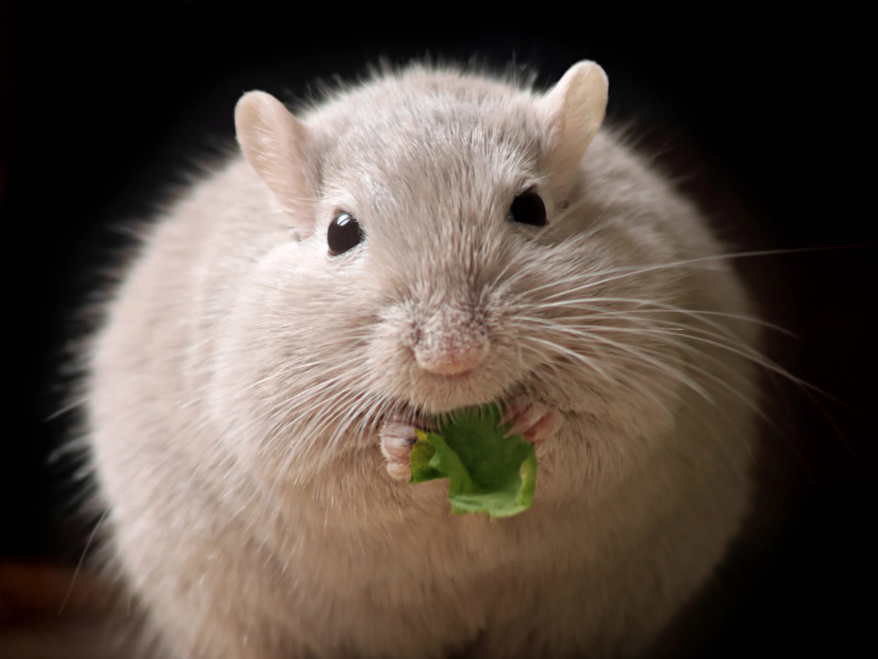 Жир мыши. Толстый хомяк. Толстая мышь. Пушистая мышь. Толстая крыса.