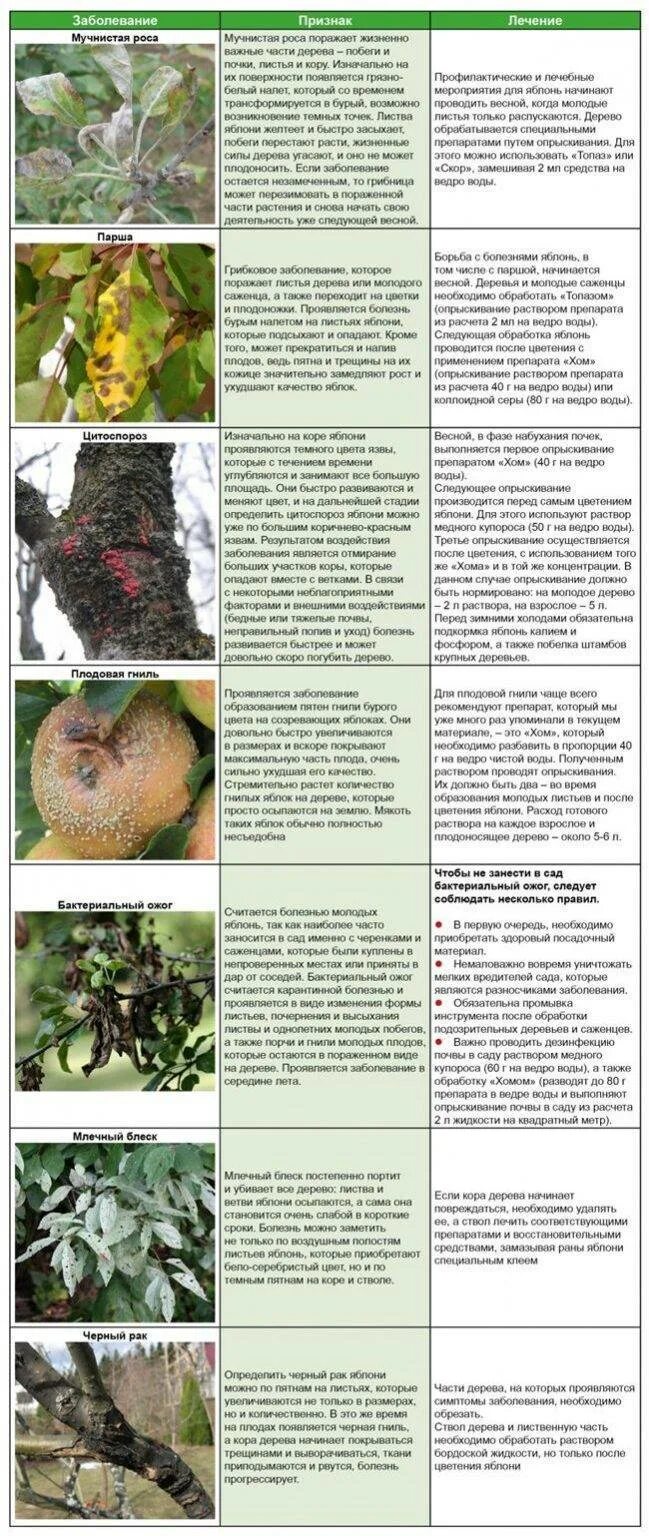 В какое время суток обрабатывать деревья