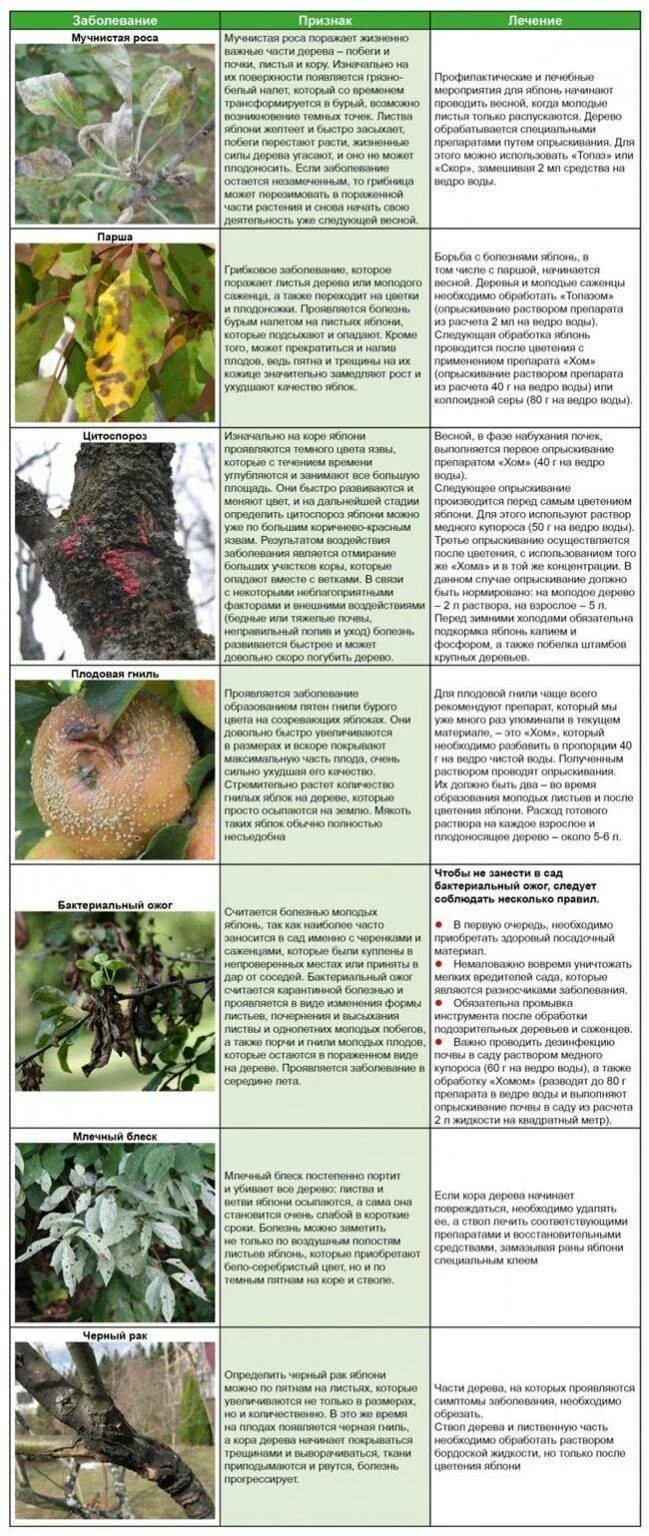 Чем обработать яблоню от парши весной. Заболевания древесины яблони. Основные болезни листьев яблони. Болезни яблонь описание с фотографиями. Заболевание яблони по листь.