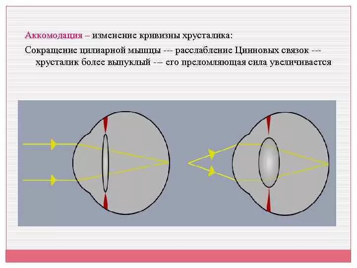 Изменение кривизны хрусталика. Изменение кривизны хрусталика глаза. Кривизна хрусталика изменяется при. Аккомодация это изменение кривизны хрусталика. Расстояние аккомодации