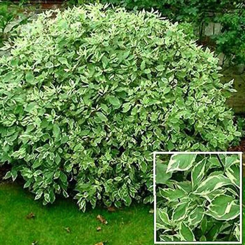 Дерен белый sibirica variegata (сибирика вариегата). Дёрен пестролистный. Дерен сибирика вариегата. Дерен вариегата сиберика. Дерен сибирика кустарник.