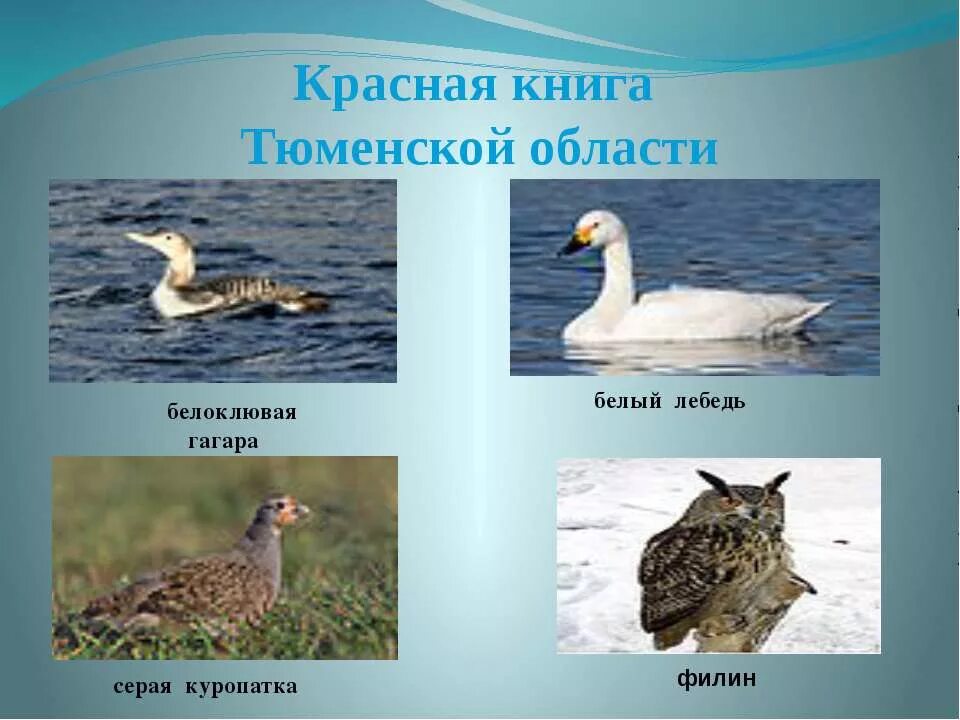 охраняемые животные и птицы. животные. что занесено в красную книгу. заповедники охраняющие птиц. животные красной книги новгородской области.