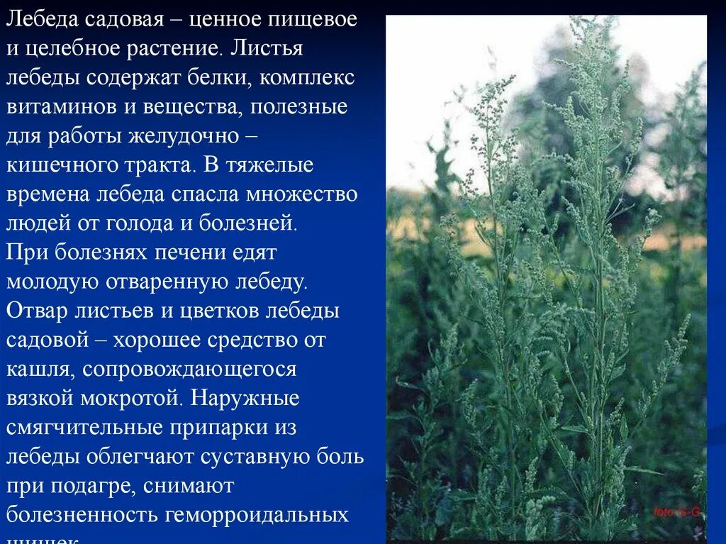 Лебеда трава семена. Лебеда трава лебеда. Лебеда растение. Лебеда растение польза и вред. Лебеда марь циклахена.