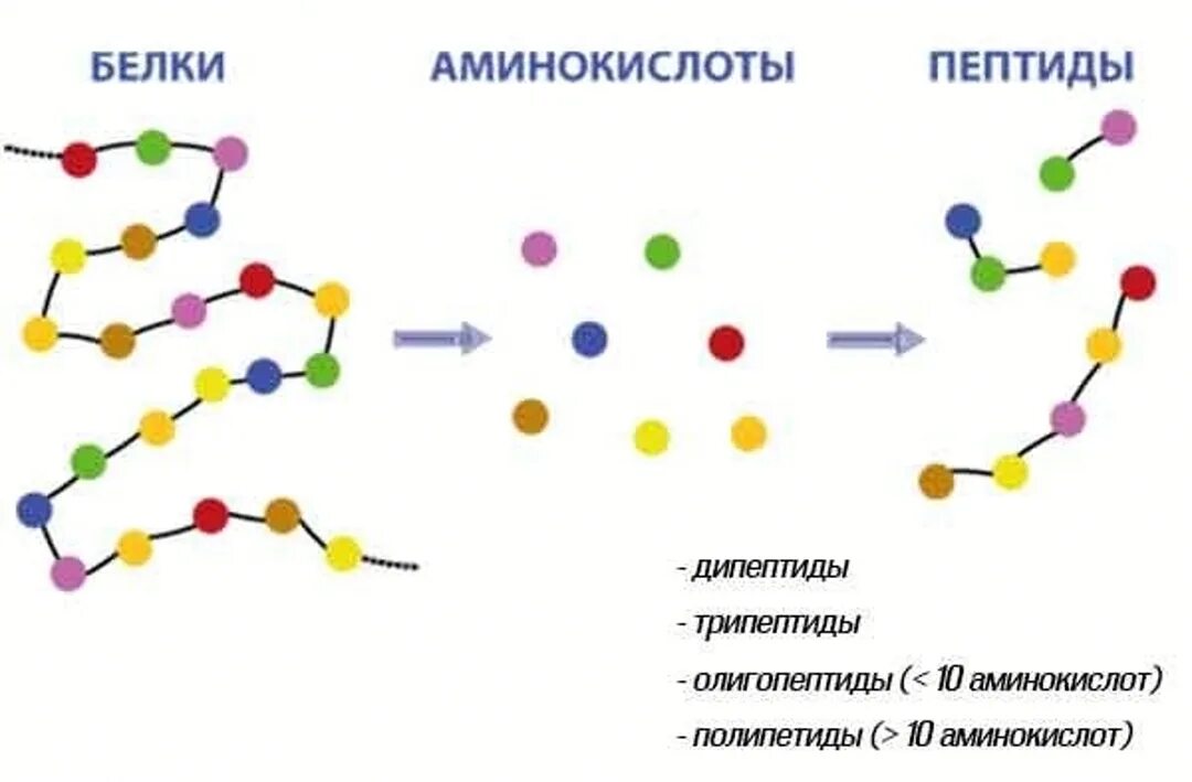 Белки это полипептиды. Полипептиды пептиды аминокислоты. Белок пептиды аминокислоты. Белок аминокислота пептид полипептид. Пептиды полипептиды белки разница.
