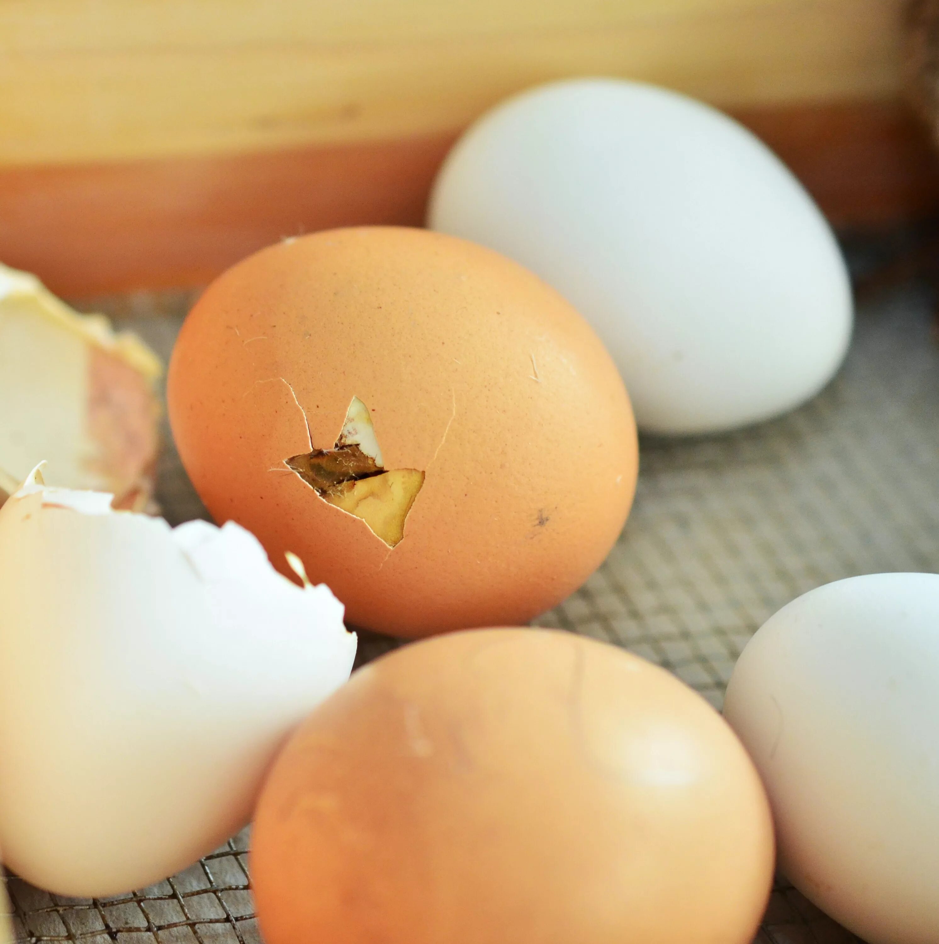 Hatching eggs. Яйцо куриное. Красивые куриные яйца. Яйца кур. Яйцо картинка.