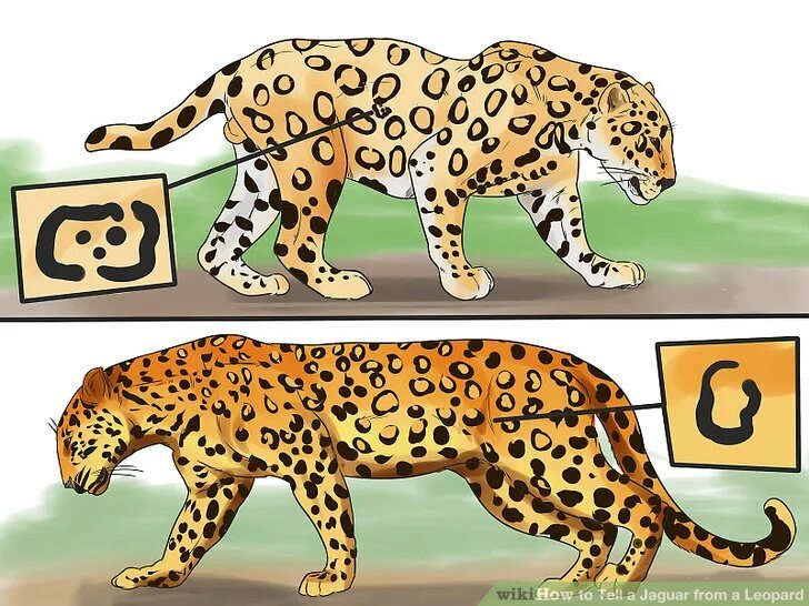Ягуар гепард и леопард различия. Ягуар леопард гепард отличия. Ягуар или леопард и гепарды. Гепард леопард Ягуар.