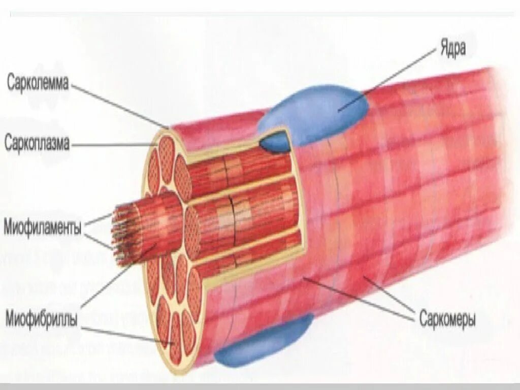 Строение скелетных тканей. Структурные компоненты костной ткани. Строение склетной мышцы. Функции гладкой мышечной ткани гистология. Строение компактной костной ткани.