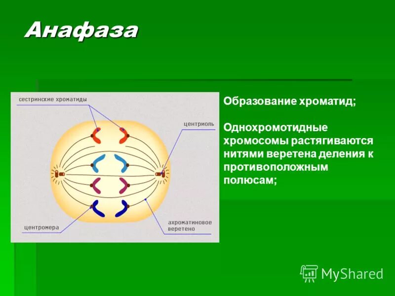 Тип деления анафазы. Тип деления анафазы