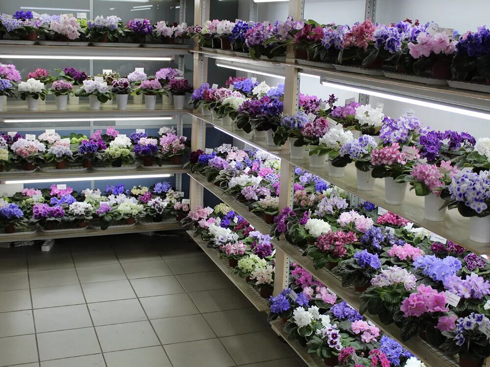 магазин фиалок в санкт петербурге. коллекционирование фиалок. фиалки адреса. дом фиалки на пятницкой выставка. фиалки адреса.