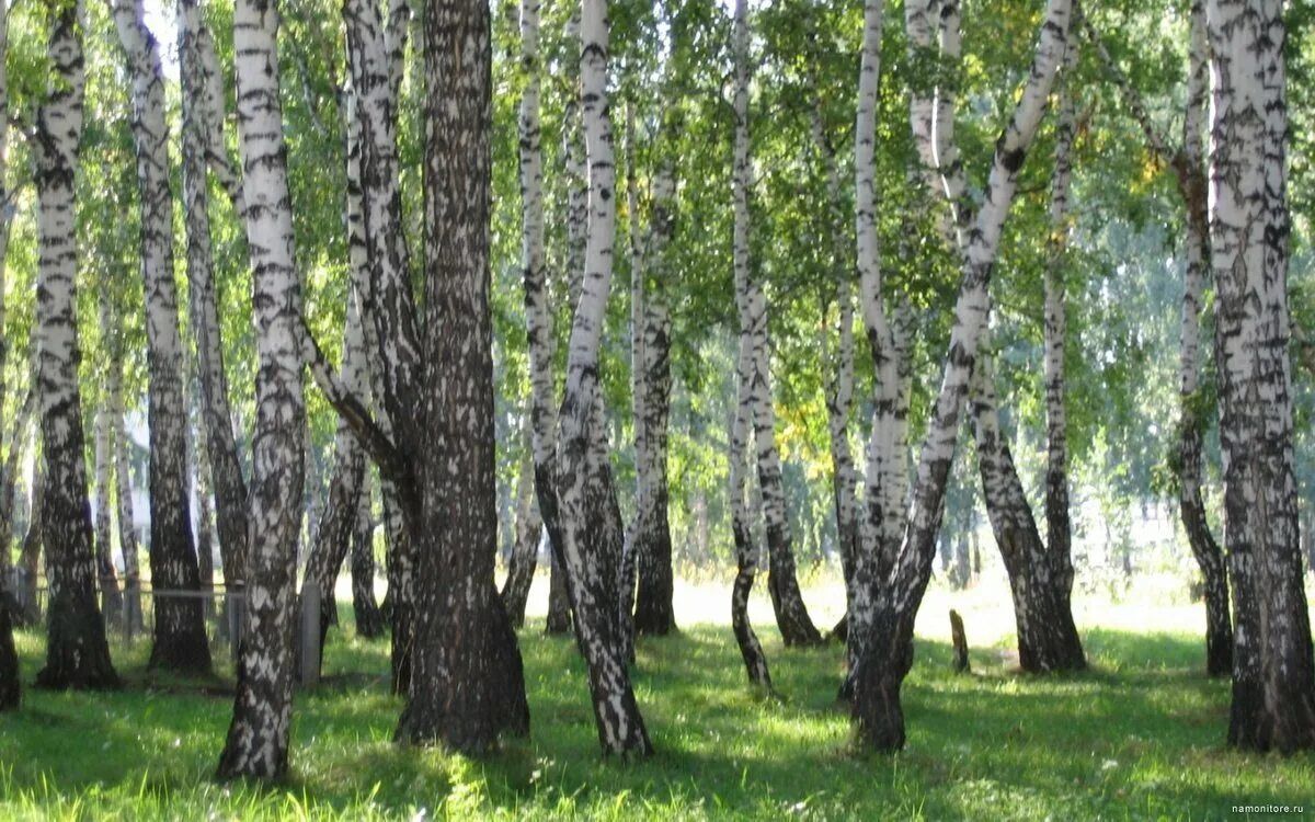 Береза. Береза много берез к березам. Береза много берез к березам. Береза много берез к березам. Исследовательская работа береза.