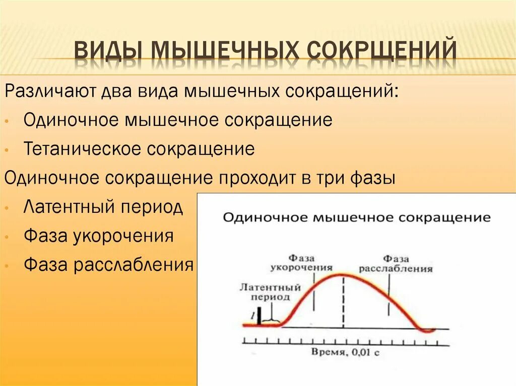 Одиночное мышечное сокращение его фазы. Одиночное мышечное сокращение график физиология. Фазы одиночного мышечного сокращения. Фазы одиночного сокращения мышцы. Какой ток вызывает сокращение мышц