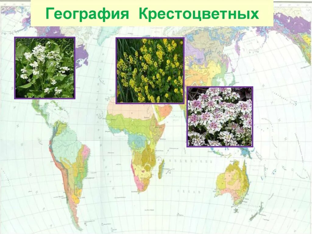 Обитания покрытосеменных. Ареал обитания семейства крестоцветных. Ареал произрастания крестоцветных. Ареал семейства капустные. Распространение семейства капустных.