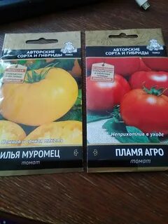 Томат пламя характеристика и отзывы фото урожайность