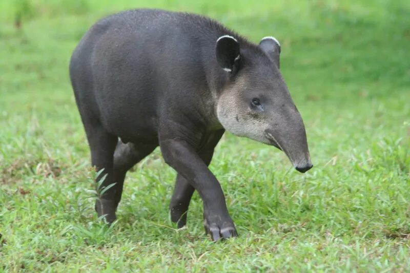 Погоняло для слона 5 букв сканворд. Центральноамериканский тапир (Tapirus bairdii). Горный тапир непарнокопытные. Тапир в Южной Америке. Центральноамериканскийтапиир.