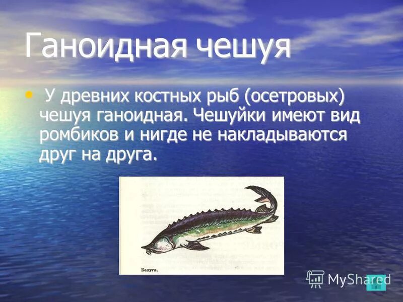 Строение осетрообразных рыб. Костные рыбы осетрообразные. осетрообразные презентация. костные ганоидные рыбы. осетровые класс рыб.