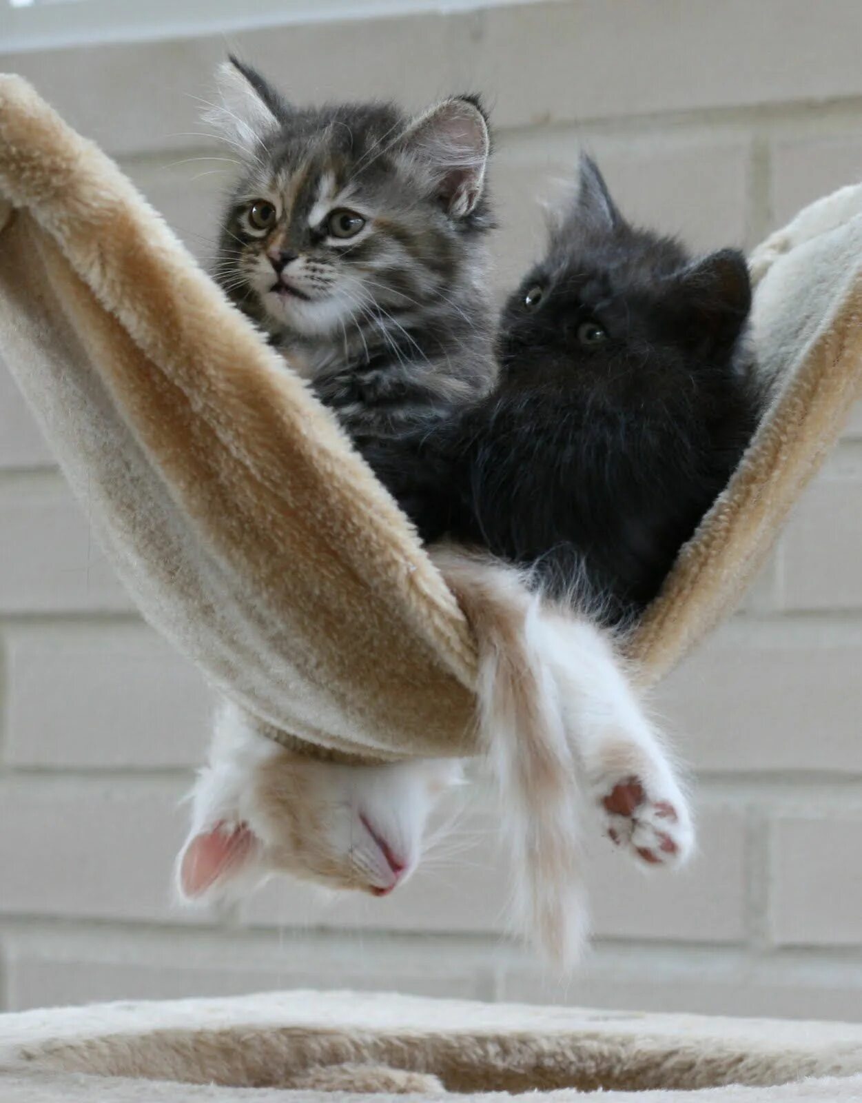 Even the cat