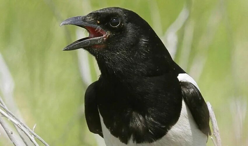 Сорок б. Сорока перелетная птица. Обыкновенная сорока (pica pica),. Сорока самка. Лесная сорока.