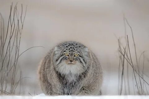 Где встречается манул