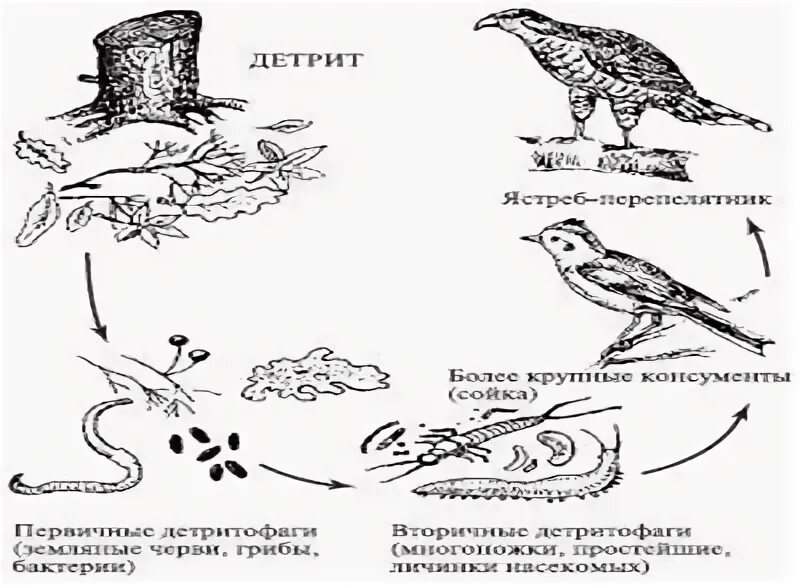 Приведите примеры детритных пищевых цепей. Детритные цепи питания схема. Детритная пищевая цепь. Детритные трофические цепи. Детритная пищевая цепь рисунок.