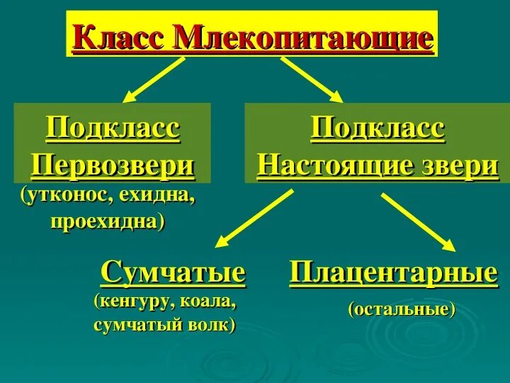 Класс млекопитающие общая характеристика. Класс млекопитающие или звери. Млекопитающие 7 класс. Характеристика класса млекопитающие.