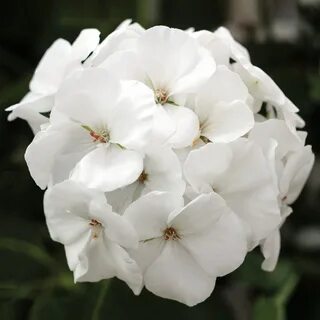 Пеларгония white