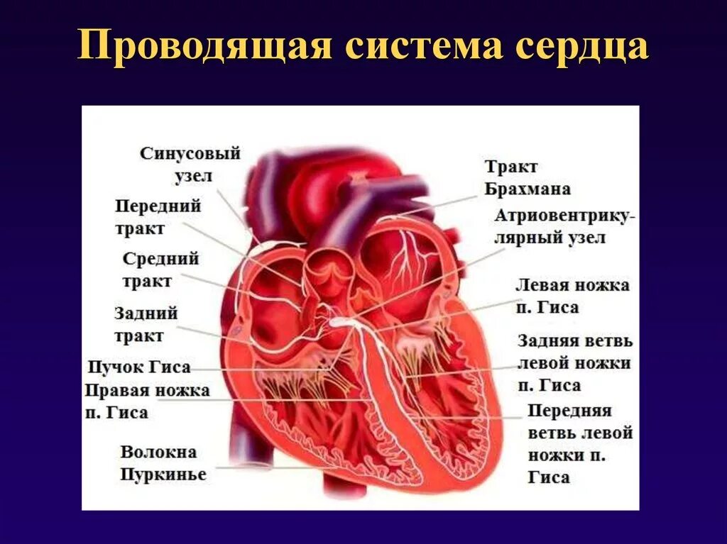 Система сердца человека. Состав проводящей системы сердца. Проводящая система сердца строение. Структурные компоненты проводящей системы сердца. Физиология проводящей системы сердца.