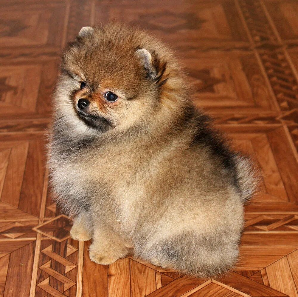 Шпиц рыжий соболь. Шпиц оранж соболь. Померанский шпиц соболь. Померанский шпиц соболиный окрас. Шпиц соболь фото.