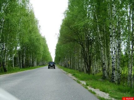 Растет береза вдоль дороги