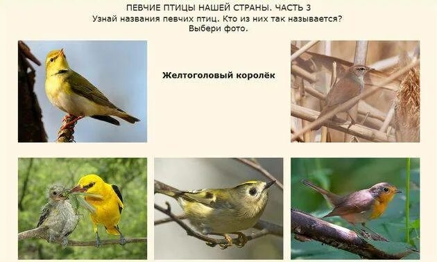 Балл певчих птиц и сонгнаков. Певчие птицы названия. певчие птицы средней полосы. певчие птицы фото с названиями.