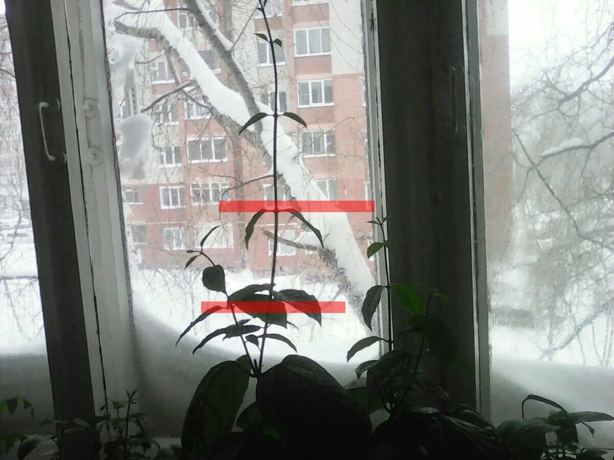 Клеродендрум уход обрезка. Клеродендрум обрезка.