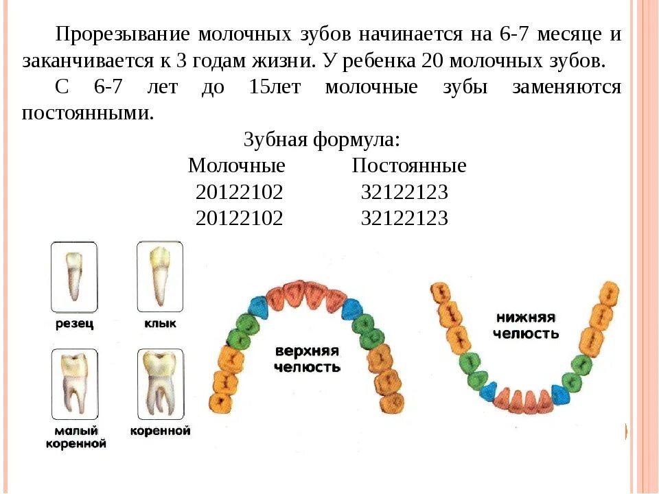 Как определить молочный зуб. Прорезание молочных зубов. прорезывание малярных зубов. прорезывание молочных зубов начинается с. прорезывание молочных зубов заканчивается.