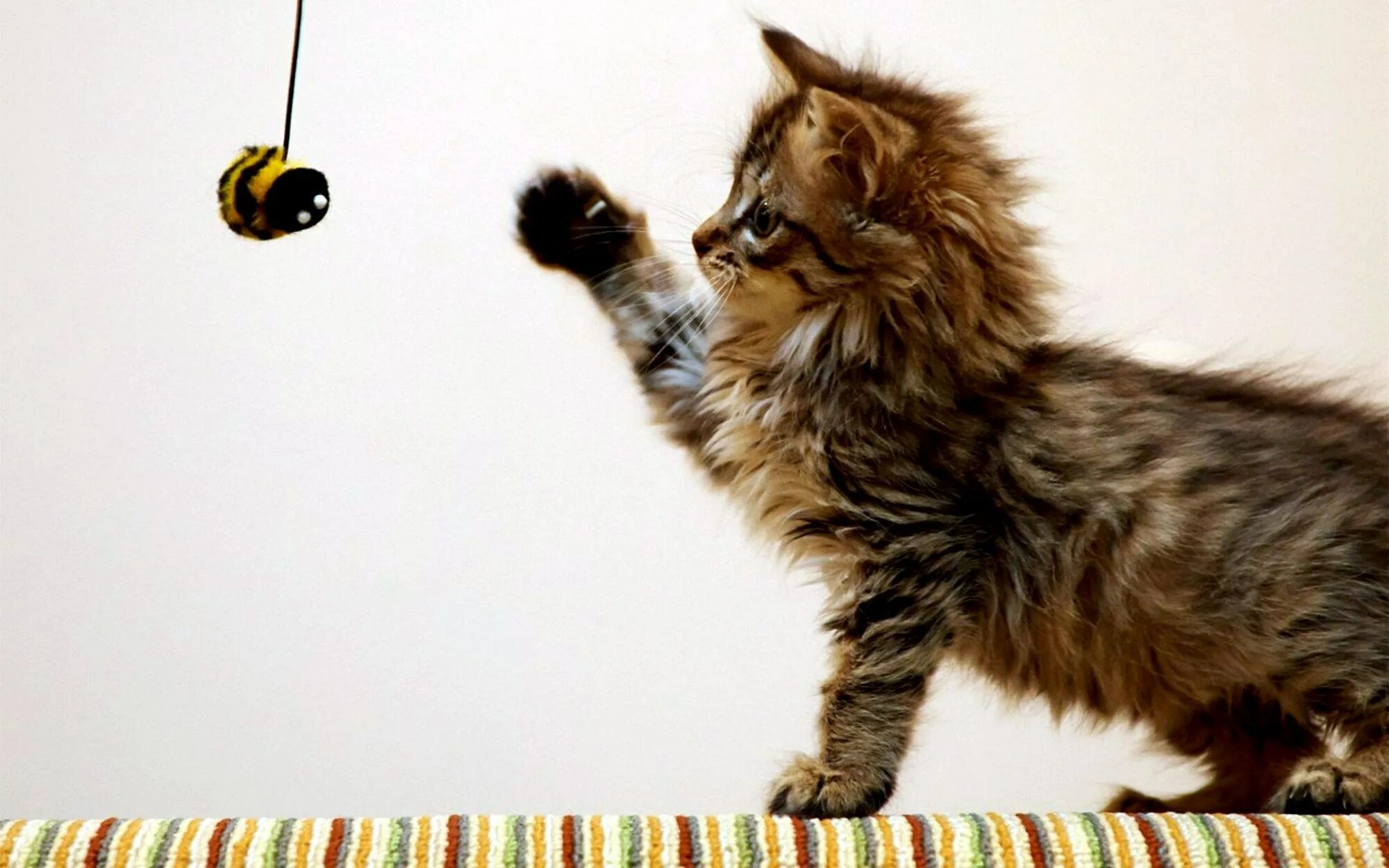 Кот играет с игрушкой. Котенок играет. играющий котенок. смешные котята. котята играются.