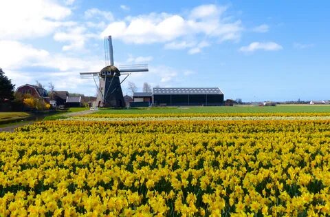 Holland plants