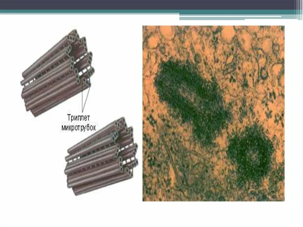 File:Centriole pt.svg - Wikipedia