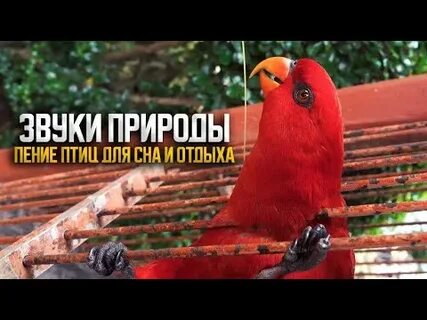 Музыка звук птиц в лесу
