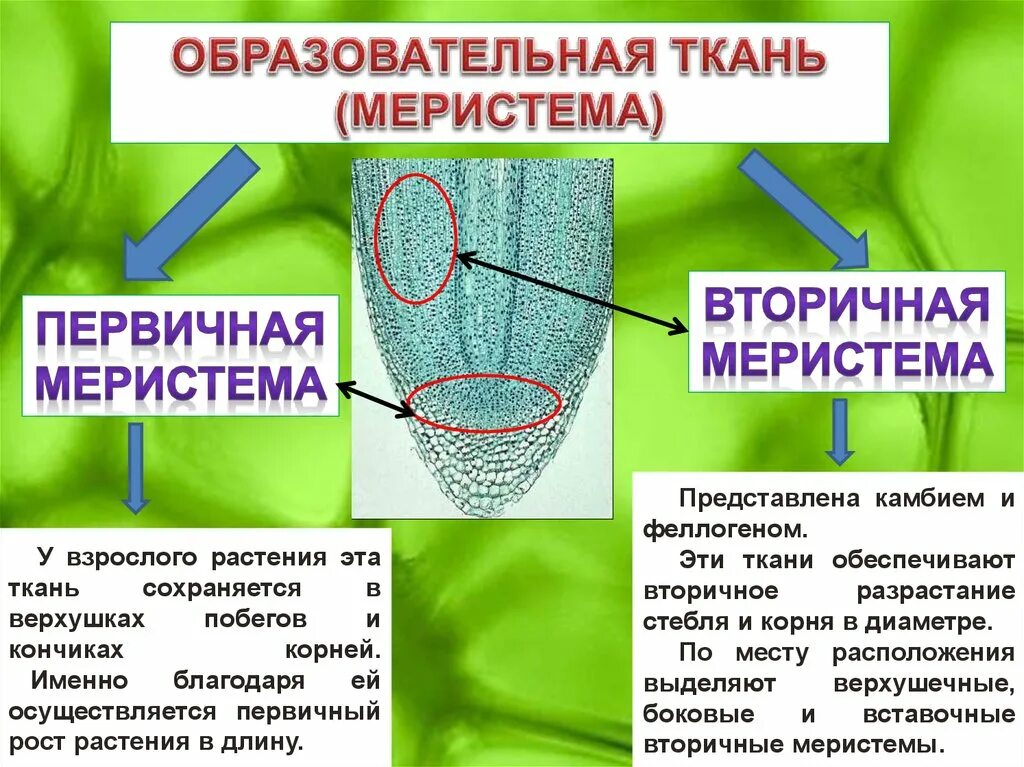 Какая часть у образовательной ткани. Апикальная меристема. Апикальная меристема корня. Образовательная первичная меристема. Верхушечная и вставочная меристема.