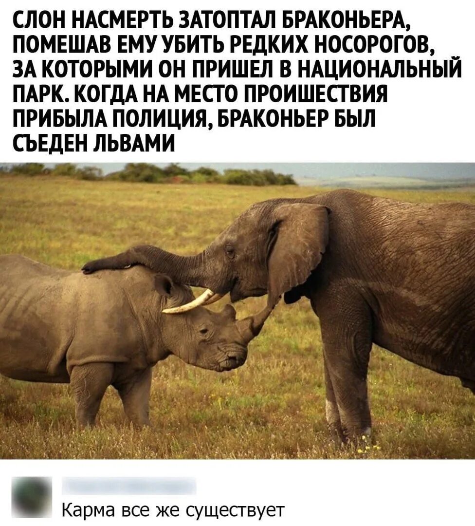 Слоник пришел. Покемон слон. Слон прикол. Слоник пришел. Типпи бенджамин оканти.
