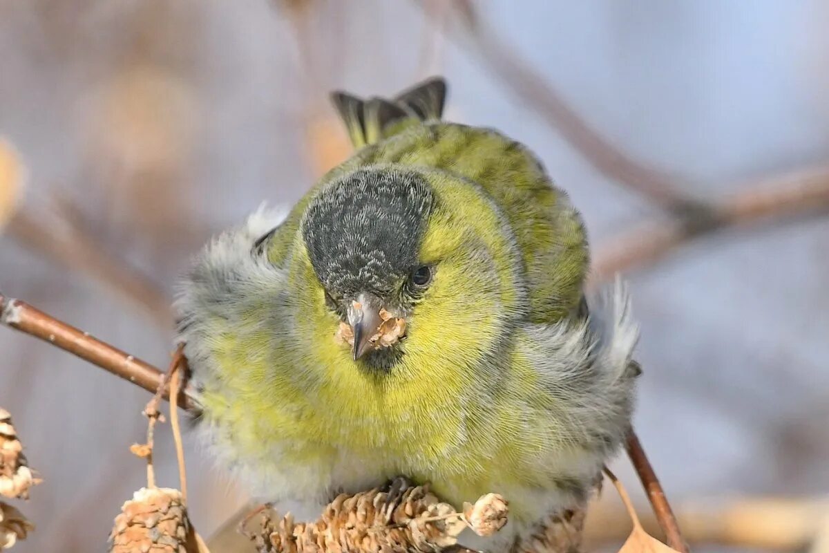 Гибриды чижей. Spinus Spinus Чиж. Carduelis Spinus. Чиж птица. Птенец соснового Чижа.