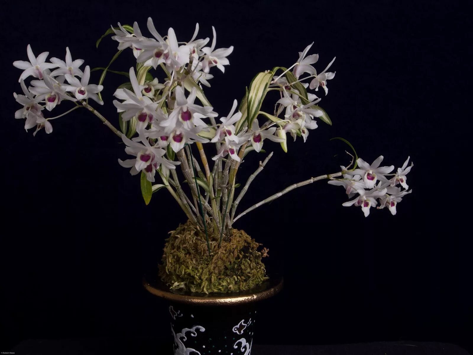 Дендробиум монилиформе. Орхидея dendrobium moniliforme. dendrobium cruentum. дендробиум griffithianum.