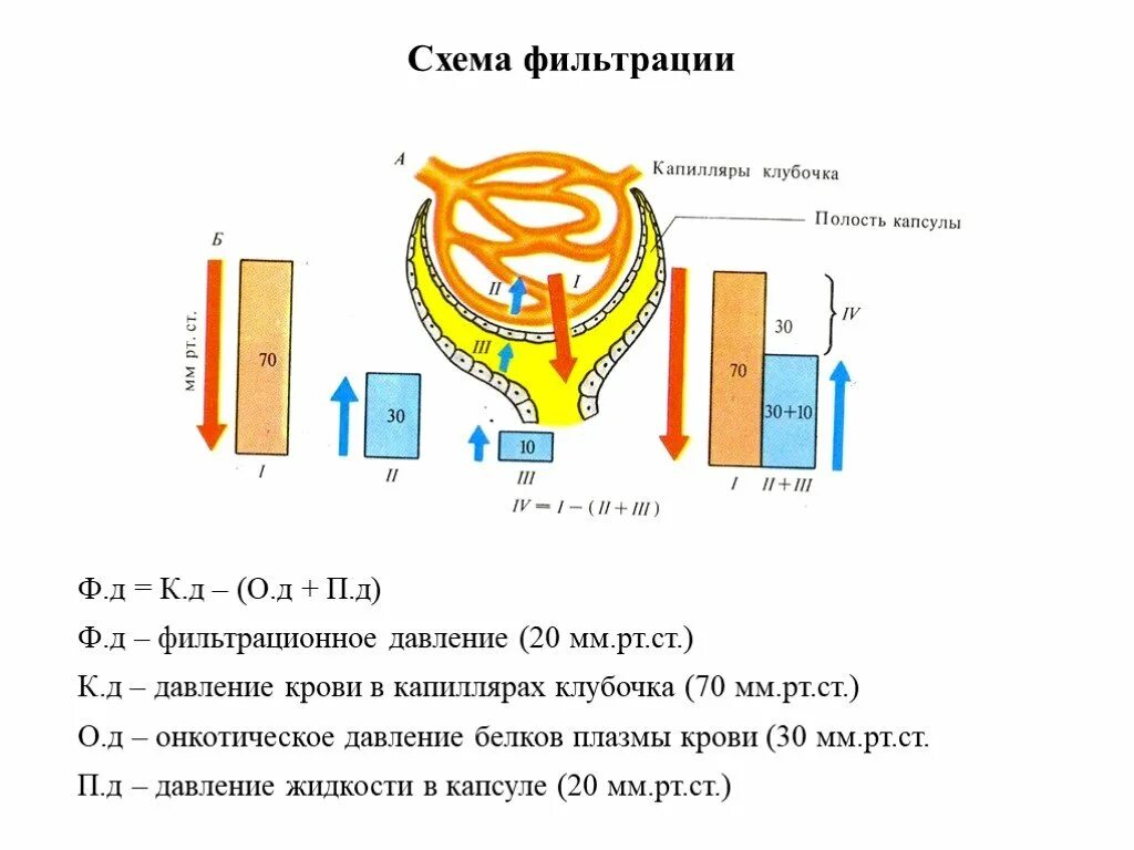 Высокое давление в капиллярном клубочке. Фильтрационное давление схема. Фильтрационное давление это физиология. Эффективное фильтрационное давление это физиология. Схема фильтрации в клубочках.