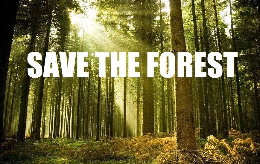 Лес. The Forest. Save the Forest. Save the Rainforests. Nature take care