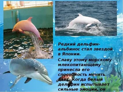Дельфины самые удивительные существа впр 4 класс