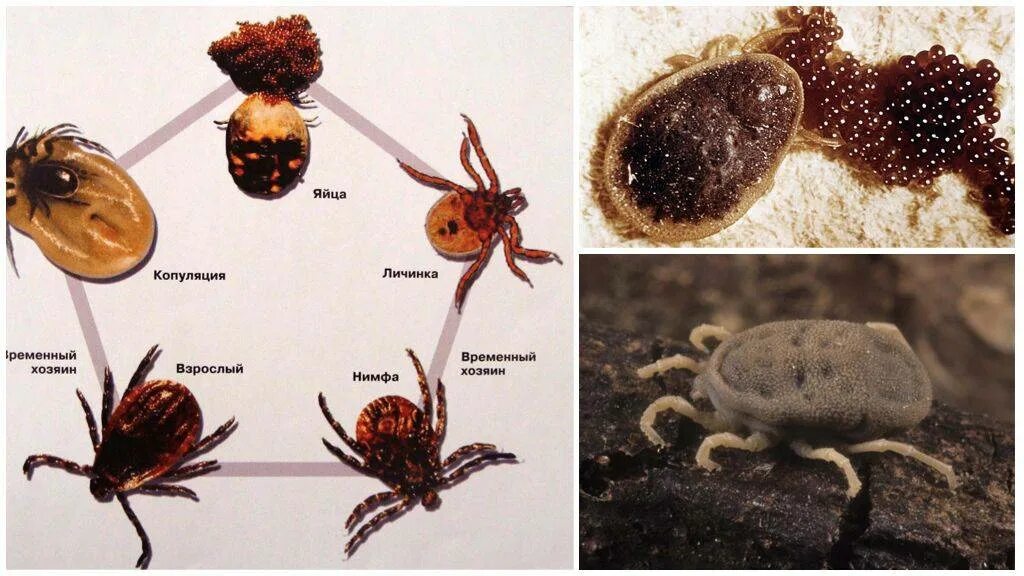 Представляют ли опасность для человека личинки таежного. Аргасовые клещи жизненный цикл. Клещ иксодовый размножение. Иксодовые клещи жизненный цикл. Личиночная стадия развития клещей.