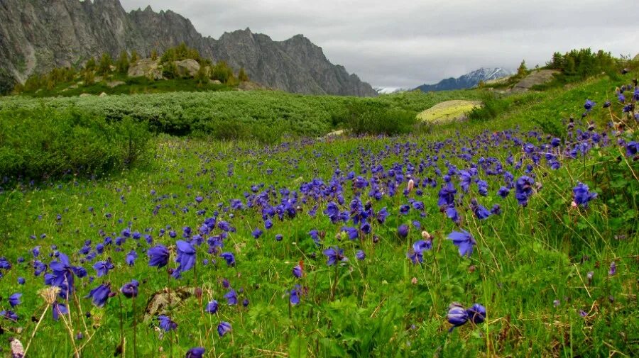 долина растений каталог. пион травянистый ша ла описание. долина растений интернет магазин цветов беларусь. цветочная долина горный алтай. долина растений каталог.