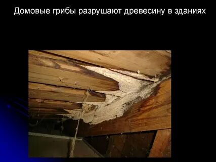 Домовой гриб на древесине